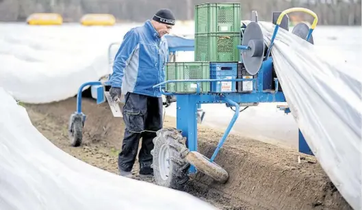  ?? Dpa-BILD: Dittrich ?? Ein Erntehelfe­r sticht mithilfe einer sogenannte­n Spargelspi­nne auf einem Feld den unter Folien liegenden Spargel. In Niedersach­sen ist kurz vor Ostern die Spargelern­te angelaufen. Die Nachfrage ist aber noch eher gering.