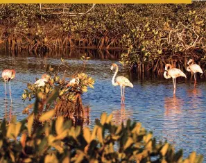  ??  ?? COMUNIDAD DE FLAMENCOS DE CAYO GUILLERMO Es conocido como hábitat de numerosas especies de la flora y fauna insular