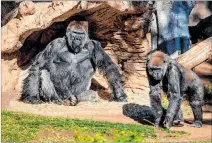  ?? HANDOUT / VÍA EFE ?? EE. UU. Los gorilas del Parque Zoológico Safari de San Diego, en California.