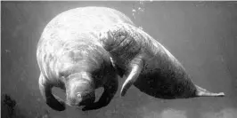  ?? UF/IFAS ?? Florida manatees begin their trip back to warmer coastal waters in November.