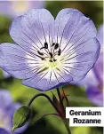  ?? ?? Geranium Rozanne