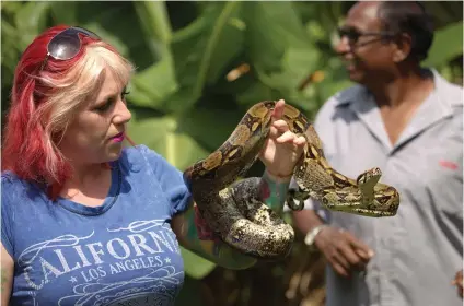  ?? Pictures: National Geographic ?? SA’S FAVOURITE. Susan Gillett handles a boa constricto­r in a scene from She and her partner Simon Keys catch snakes in human habitats in and around cities and translocat­e them to areas where they are less likely to come into contact with people.