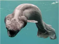  ??  ?? ABOVE: A frilled shark found by a Japanese fisherman in 2007.