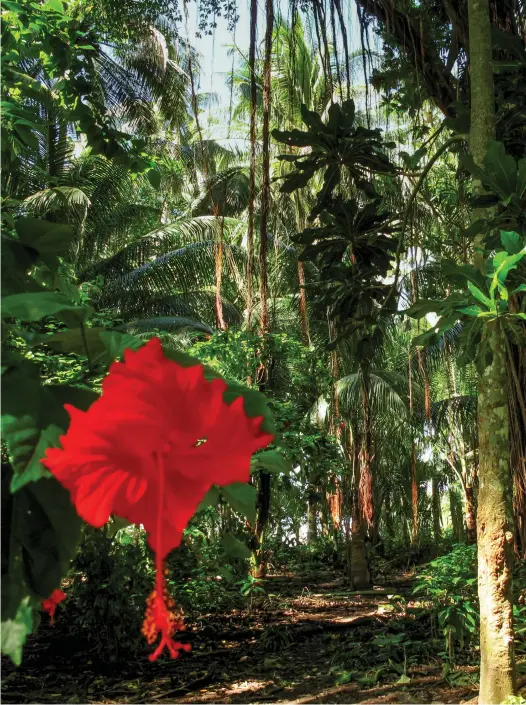  ??  ?? Walking track on Bougainvil­le’s Carteret Atoll. © Ben Bohane