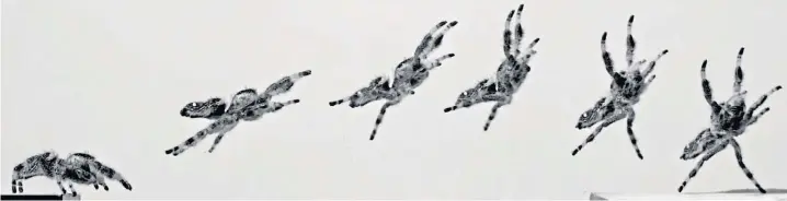  ??  ?? Kim – a regal jumping spider – was filmed leaping between platforms by scientists from the University of Manchester. The groundbrea­king footage will help engineers create an army of micro-robots capable of hunting down and destroying pests in farmers’ fields