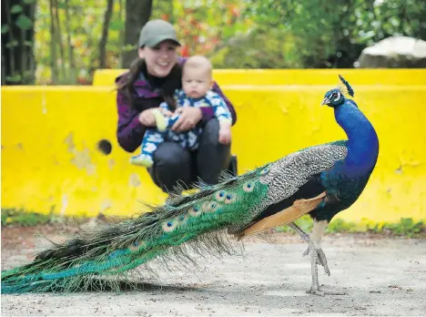  ?? MARK VAN MANEN ?? Megan Morley, a resident of Surrey’s Sullivan Heights, and her son J.J. look at a peacock in a nearby lane, after a large tree where a muster of the colourful birds used to roost was cut down. The area is home to more than 100 peacocks and peahens.