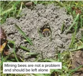  ??  ?? Mining bees are not a problem and should be left alone