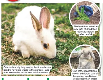  ??  ?? Cute and cuddly they may be, but these bunny bandits have laid waste to the garden – and now we need to call in lawn reinforcem­ent!