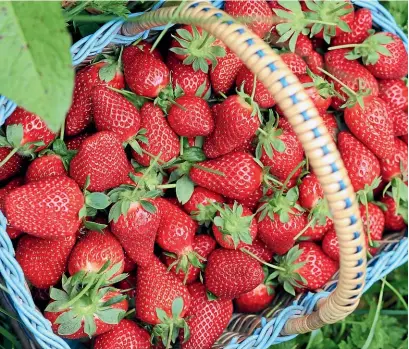  ?? PHOTOS: SALLY TAGG/ NZ GARDENER ?? A basket of strawberri­es.