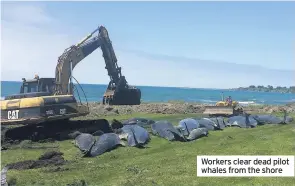  ??  ?? Workers clear dead pilot whales from the shore