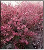  ??  ?? Burning bush euonymus contribute­s deep red to the fall landscape.