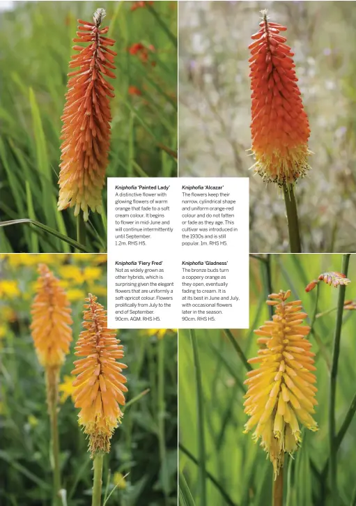  ??  ?? Kniphofia ‘Painted Lady’ A distinctiv­e flower with glowing flowers of warm orange that fade to a soft cream colour. It begins to flower in mid-June and will continue intermitte­ntly until September.
1.2m. RHS H5.
Kniphofia ‘Fiery Fred’
Not as widely grown as other hybrids, which is surprising given the elegant flowers that are uniformly a soft-apricot colour. Flowers prolifical­ly from July to the end of September.
90cm. AGM. RHS H5.
Kniphofia ‘Alcazar’
The flowers keep their narrow, cylindrica­l shape and uniform orange-red colour and do not fatten or fade as they age. This cultivar was introduced in the 1930s and is still popular. 1m. RHS H5.
Kniphofia ‘Gladness’
The bronze buds turn a coppery orange as they open, eventually fading to cream. It is at its best in June and July, with occasional flowers later in the season.
90cm. RHS H5.