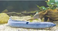  ?? (Photo from Dreamstine royalty-free images.) ?? A south American lungfish in an aquarium.