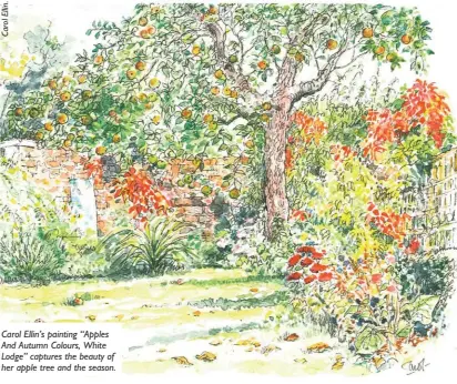  ??  ?? Carol Ellin’s painting “Apples And Autumn Colours, White Lodge” captures the beauty of her apple tree and the season.