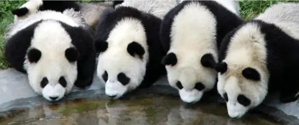  ?? THE ASSOCIATED PRESS FILE PHOTO ?? The fact that humans love them helps pandas because fundraisin­g for their preservati­on is an easy sell. Not so for species we don’t see or like very much.