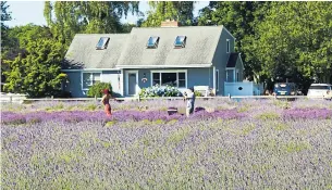  ?? TARA STRIANO FOR THE NEW YORK TIMES ?? Lavender by the Bay in East Marion is especially popular in July, when the fragrant herb is in bloom. Visitors have been known to re-enact scenes from the film Lavender.