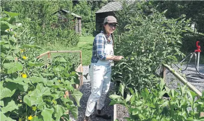  ?? SIMON MARTIN/METROLAND ?? Mary Lasenko tends to the newly installed gardens at the Sharon Temple, which will donate its produce to a church’s food program.