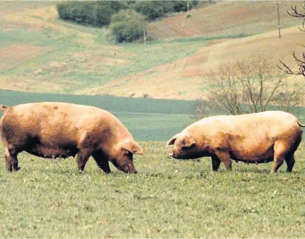  ?? Picture: Birmingham Post and Mail ?? Pork is a particular­ly popular meat among the Welsh public.