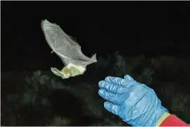  ??  ?? A Townsend’s big-eared bat is released after an examinatio­n at a mobile research station. Biologists are searching caves and abandoned mines hoping to spare many species from the devastatin­g fungus, white-nose syndrome.