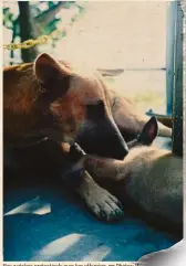  ??  ?? She watches protective­ly over her offspring. — Photos: WO