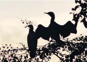  ??  ?? A cormorant dries its wings