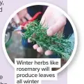  ??  ?? Winter herbs like rosemary will produce leaves all winter