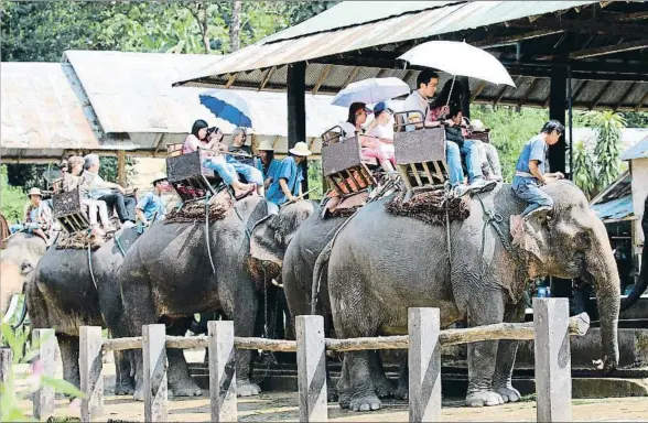  ?? WAP ?? Turistas en Tailandia pasean en elefantes cautivos, conducidos por adiestrado­res avezados en estas actividade­s de entretenim­iento