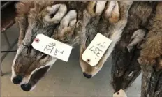  ?? Michael Hill/Associated Press ?? Coyote pelts are displayed for sale at a trappers' auction in Herkimer, N.Y.