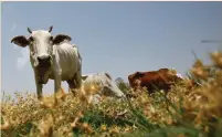  ?? (Anindito Mukherjee/Reuters) ?? A DAIRY COW grazes in a field in the northern Indian state of Haryana.