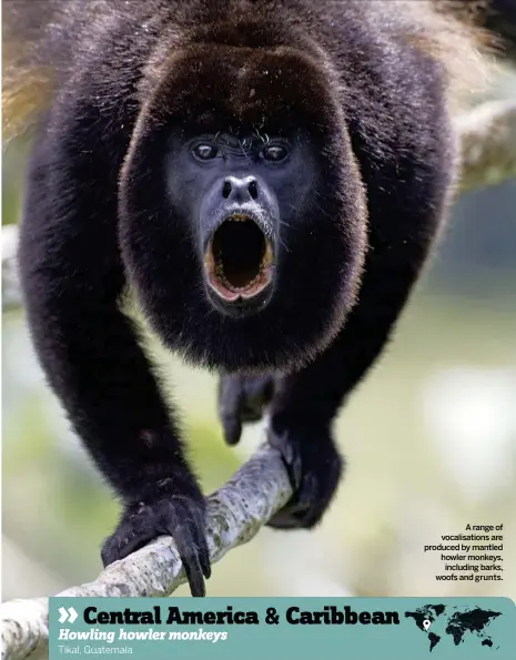  ??  ?? A range of vocalisati­ons are produced by mantled howler monkeys, including barks, woofs and grunts.