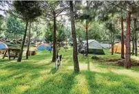  ?? Foto: Shuttersto­ck ?? Campingplä­tze sind generell toleranter was den Besuch mit Vierbeiner betrifft. Doch auch hier gilt es so einiges zu beachten.