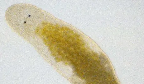  ??  ?? Winzige Plattwürme­r (hier ein Macrostomu­m hystrix) haben es in sich: Sie können sich unter Wasser an beliebige Oberfläche­n heften.