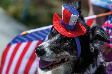  ?? PHOTOS BY TERRY PIERSON — STAFF PHOTOGRAPH­ER ?? A dog named Jake watches Corona's Independen­ce Day Parade on July 4, 2021.