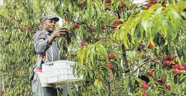  ?? BOB TYMCZYSZYN ST. CATHARINES STANDARD ?? Migrant workers pick ripe peaches at Tregunno Farms in Niagara-On-the-Lake in this file photo.