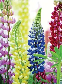  ??  ?? LIFTING THE NATION’S
MOOD: The Beefeater variety, top, planted with alliums. Above: Lupins come in a rainbow of shades