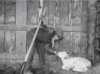  ?? Aaron Ontiveroz, The Denver Post ?? Janie Vanwinkle tests a newborn calf ’s suckling instinct on her finger Wednesday. The calf was born without the ability to suckle and has been fed with a bottle.