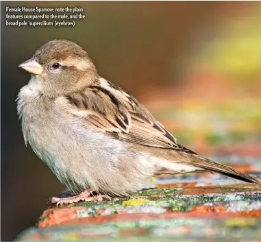  ??  ?? Female House Sparrow; note the plain features compared to the male, and the broad pale ‘superciliu­m’ (eyebrow)