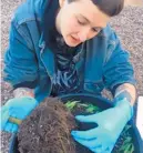  ?? COURTESY OF NEW MEXICO TECH ?? New Mexico Tech assistant biology professor Siv Watkins examines soil samples from harvested cannabis plants.