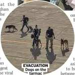  ??  ?? EVACUATION Dogs on the tarmac