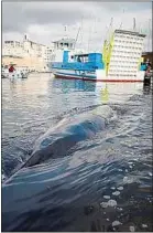  ??  ?? Le baleineau dans le Vieux-Port.