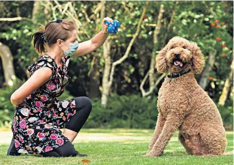  ??  ?? Nicky Coots from Fordingbri­dge, Hants, works with her three-year-old labradoodl­e Watson, in line with advice from the Dogs Trust charity on getting dogs used to face coverings