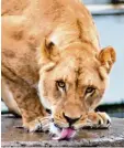  ?? Archivfoto: Alexander Kaya ?? Löwinnen haben keine Mähne, aber sie finden Löwen mit großer Mähne wohl schön, meinen Forscher.