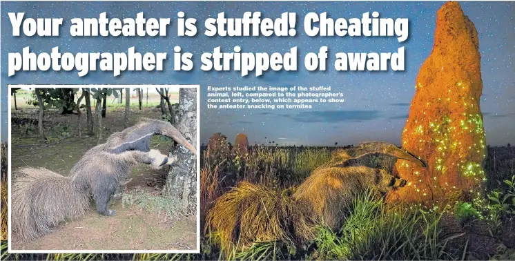  ?? Pictures: NATIONAL HISTORY MUSEUM ?? Experts studied the image of the stuffed animal, left, compared to the photograph­er’s contest entry, below, which appears to show the anteater snacking on termites