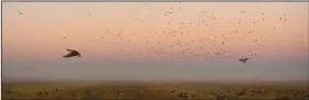  ?? (Arkansas Democrat-Gazette/Bryan Hendricks) ?? White-fronted geese hover over the decoys decoys as many more approach.