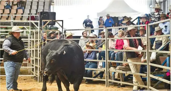  ?? PHOTOS: NEV MADSEN ?? SPENDING UP: Myown Louigi L8 fetches Martin Nolan $6000 at the bull sale at the Queensland Beef Expo yesterday.