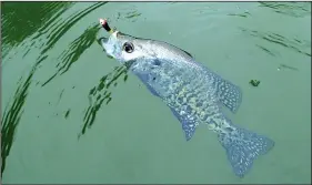  ?? NWA Democrat-Gazette/FLIP PUTTHOFF ?? Jigs worked to catch crappie in the Pine Creek Hollow area of Beaver Lake.