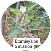  ??  ?? AFTER a lot of blustery weather in the past couple of weeks, I was surprised to see blossom on my Bramley apple tree this late in the year. As you will notice from the picture, there are windfall apples around the tree and you can clearly see the new...