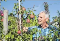  ?? FOTOS: HILDEGARD NAGLER ?? Anton Vaas aus Baldern bei Bopfingen ist Experte für Äpfel. Hier kontrollie­rt er Nela, eine tschechisc­he Apfelsorte. Sie zeichnet sich durch hohe Schorfresi­stenz aus.