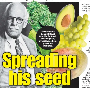  ??  ?? You can thank botanist David Fairchild for foods including kale, avocado, seedless grapes and mangoes.