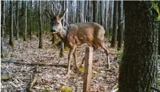  ??  ?? Als ob er wüsste, dass er gerade fotografie­rt wird: Neugierig blickt ein junger Rehbock in die Wildkamera.